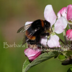 AB Apple Blossom Bee