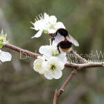 BB wild plum blossom bee