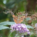 PL 2nd Painted lady