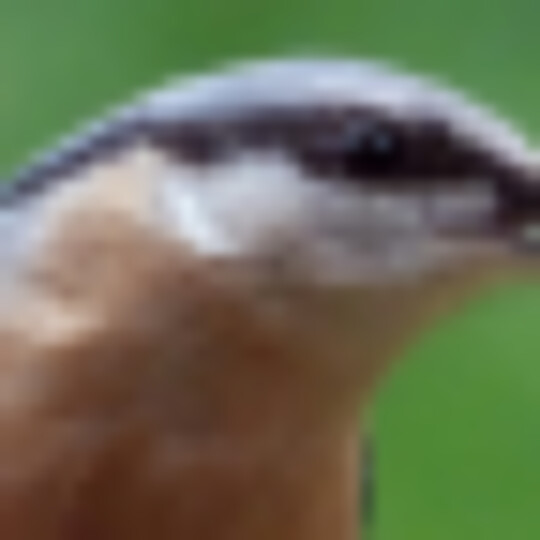 Bold and adventurous Nuthatch blog post