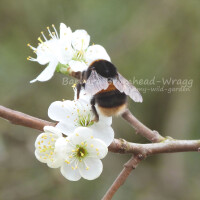 image of a buff tail bumblebee queen on wild plum blossom