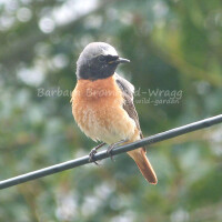 image of a male redstart perched on telephone wire