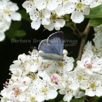 image of a blue butterfly on hawthorn blossom