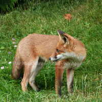 image of a fox in profile, looking back over its shoulder
