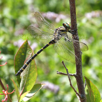 image of a dragonfly perched on a twig