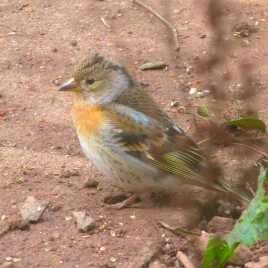 Brambling for news image