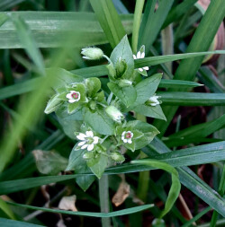 image of the edible plant chickweed