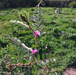 image of common vetch