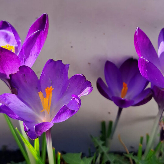 Crocus for news