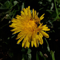 Dandelion and pollen beetles