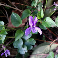 image of dog violets