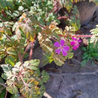 Herb Robert