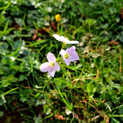 image of ladysmock (cuckoo flower)
