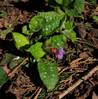 Lungwort