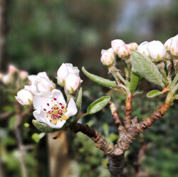 image of pear blossom