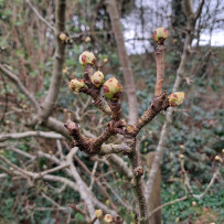 Pear buds