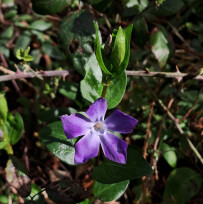 Periwinkle