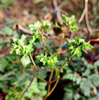Petty Spurge
