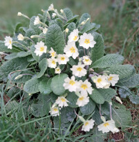 Primrose