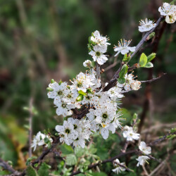 image of sloe (blackthorn) blossom