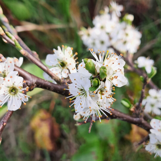 Sloe blossom wide for news