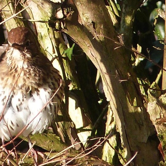 Song thrush strip for news v2