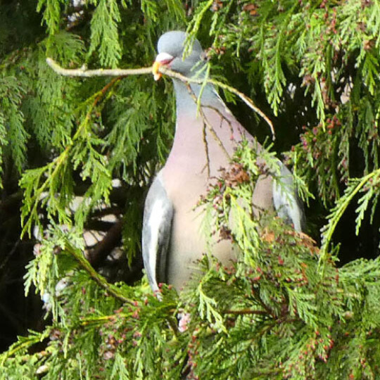 Wood pigeon with twig news image v2