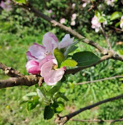 image of apple blossom