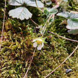 image of the wild flower barren strawberry