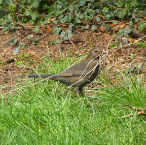 blackbird female with nesting supplies