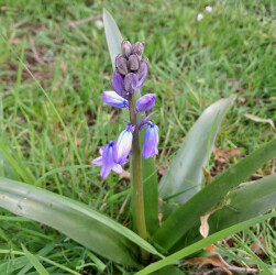 image of the invasive spanish bluebell