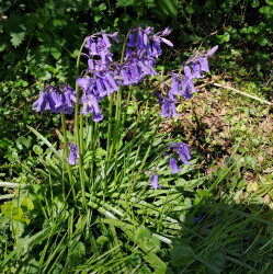 image of our native bluebells wild flower