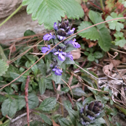 image of the wild flower bugle