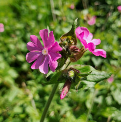 image of the wild flower campion
