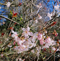 cherry blossom already