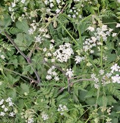 image of the wild flower cow parsley
