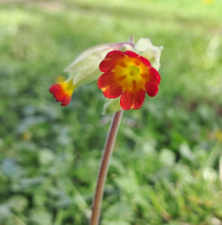 image of the hybrid flower red cowslip