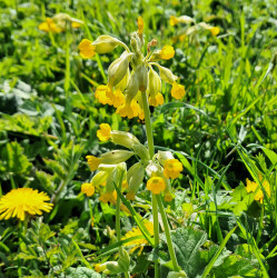 image of the wild flower cowslip