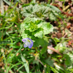 image of the wild flower field speedwell