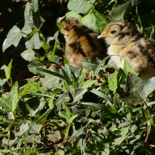first chicks of the 26 season for news