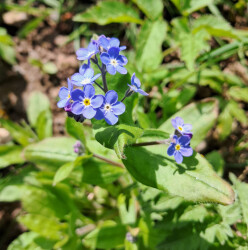 image of the wild flower forget-me-not