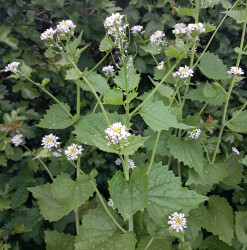 image of the edible wild plant garlic mustard