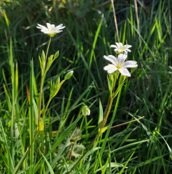 image of the wild flower greater stitchwort