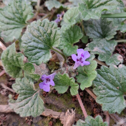 image of the wild flower ground ivy