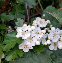 image of hawthorm blossom