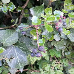 image of ivy berrie taken late april
