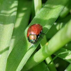 image of a colourful knotgrass leaf beetle