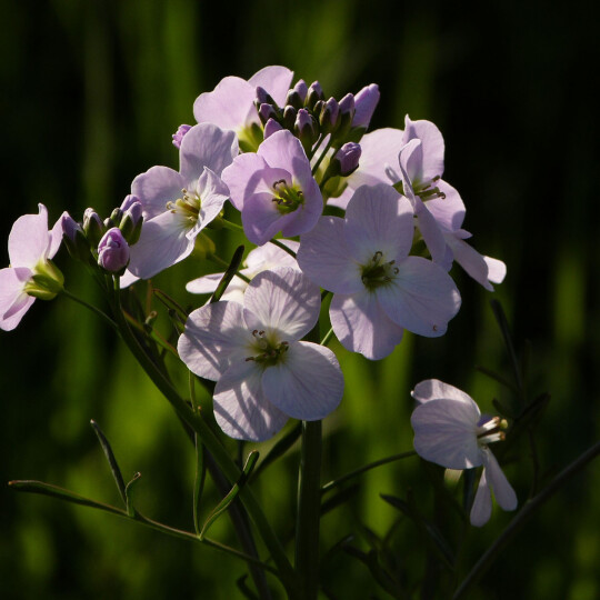 Ladysmock or cuckoo flower