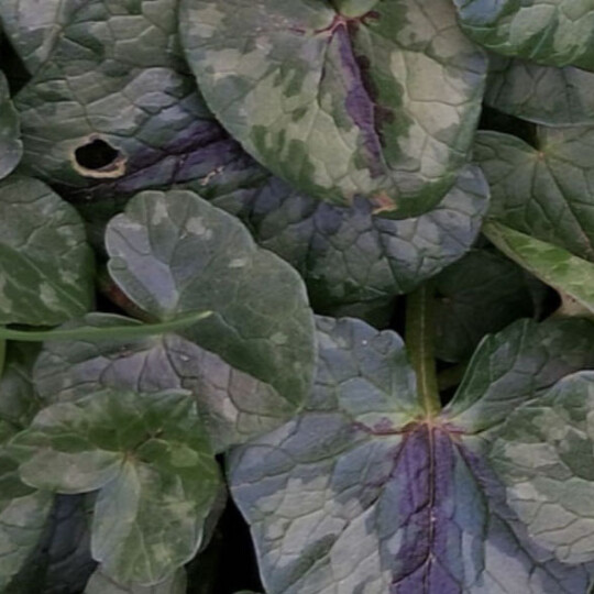 lesser celandine news image