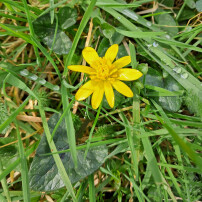 lesser celandine